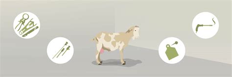 Mutilations of Goats - FOUR PAWS International - Animal Welfare ...