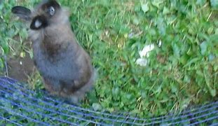 Image result for Baby Dwarf Lionhead Bunnies