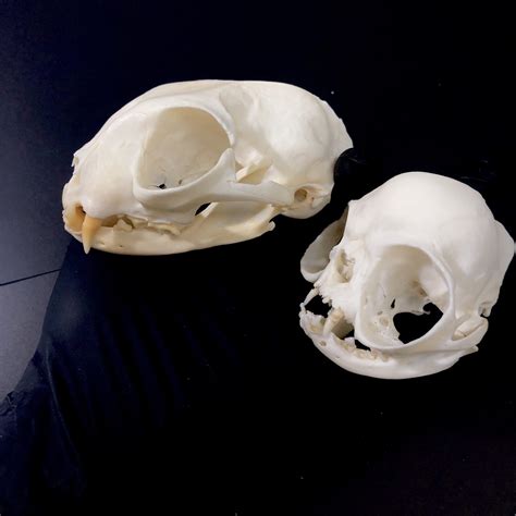 Brachycephalic Persian Cat Skull Replica - OddArticulations