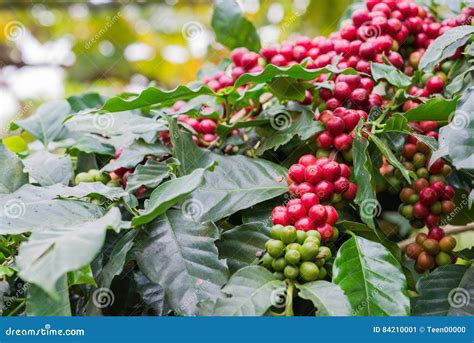 Closeup of Coffee Beans Fruit on Tree in Farm Stock Image - Image of ...