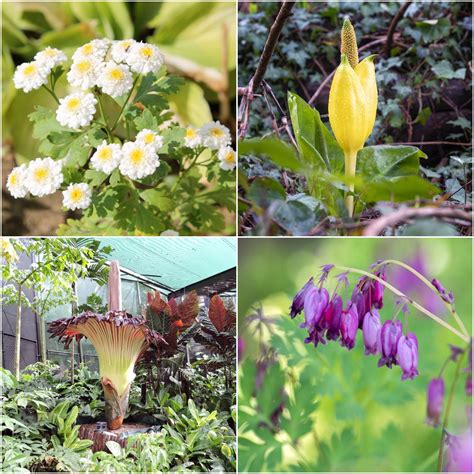 Best Plant Names Funny at Wallace Yang blog