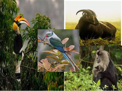 Forest Environment 的图像结果