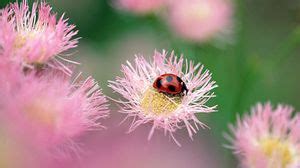 Ladybird wallpapers hd, desktop backgrounds, images and pictures