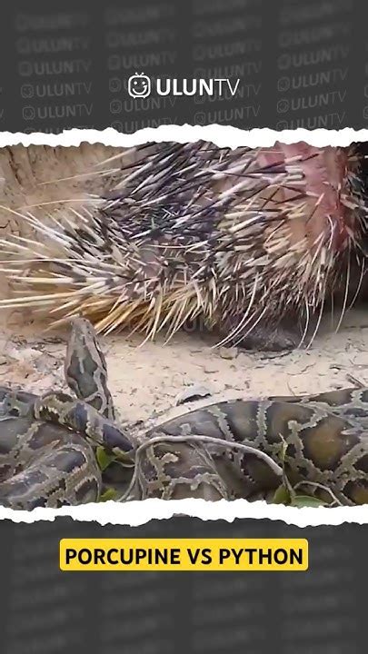 Image result for Porcupine Python
