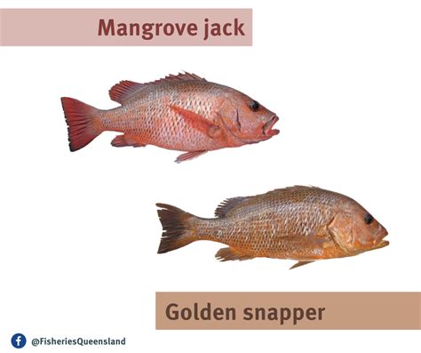 Image result for Tropical Snapper