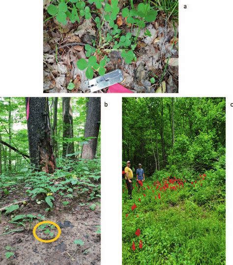 Runner Plant 的图像结果