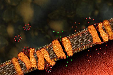 Image result for Diffusion Function Cell Membrane