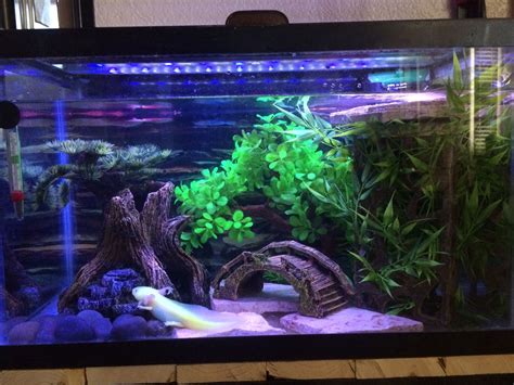 Tank Setup For Axolotl at William Long blog
