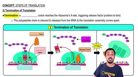Image result for Post Translation Process Animation