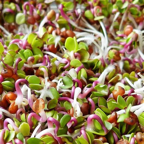 Sprouting 101: What Is Sprouting? All About Sprouts!