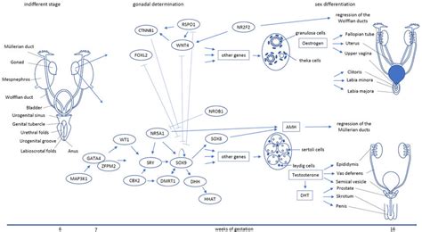 Decoding Dmrt1: Insights into vertebrate sex determination and gonadal sex differentiation
