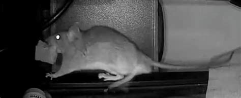 Mortein 100 gm - PowerGard Rat Kill Cake| Kills Rats Outdoors in One ...