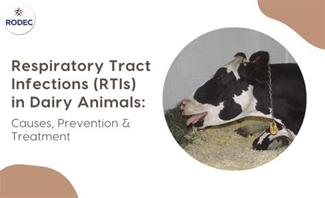 Respiratory Tract Infections in Dairy Animals: Causes, Prevention ...