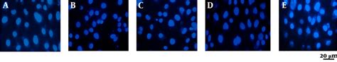 Image result for DAPI Staining 101