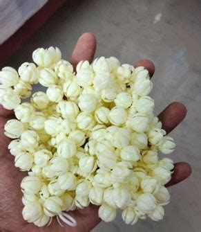 Artificial Jasmine Flower Garland, Mullapoov Maala for Idols, Photo fr ...