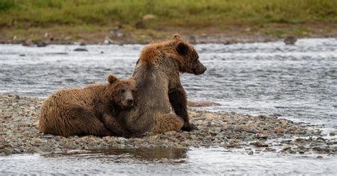 Judge allows state to kill Southwest Alaska bears in bid to protect ...