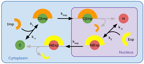 Cellular Compartmentalization as a Physical Regulatory Mechanism of ...