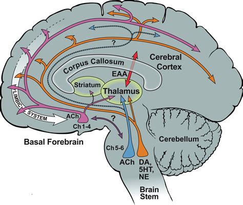 Nucleus Basalis Of Meynert Cross Section