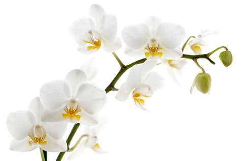 What Type Of Orchid Is White at Norma Shanks blog