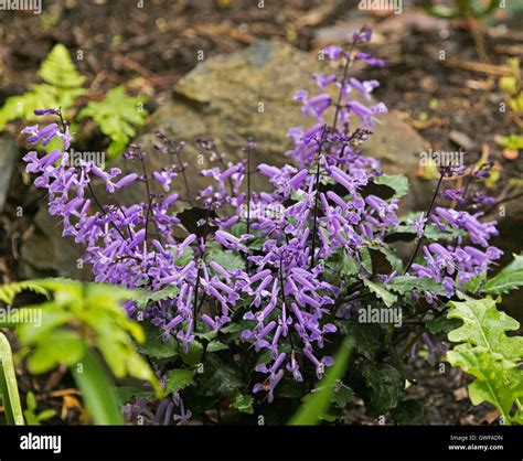 Cluster of spikes of bright purple flowers & dark green leaves of ...