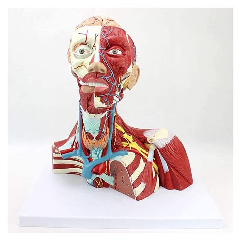 Buy Brain Model Anatomical Head and Neck Muscles Model Tracheal Thyroid ...
