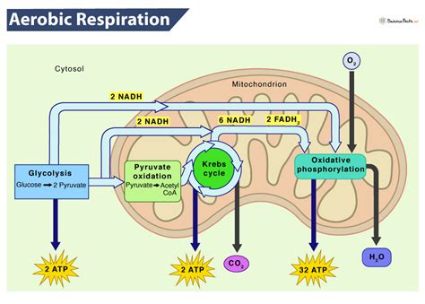 Aerobic Respiartion: Definition, Equation, Steps, & Advantages