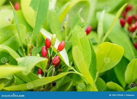 Leaves of coca plant stock photo. Image of angle, large - 106175536