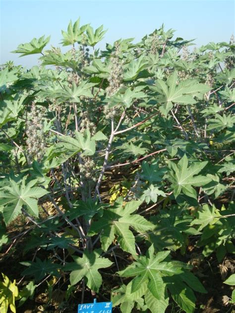 Castor | ICAR-Indian Institute Of Oilseeds Research