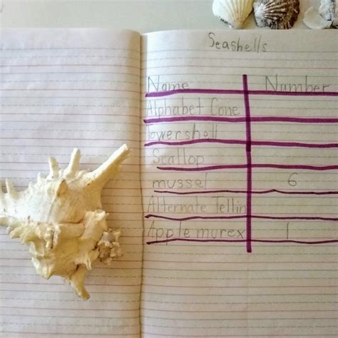 Seashell Sorting Activity 的图像结果