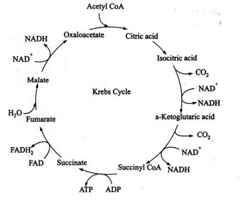 Succinate + FAD forms - Tardigrade
