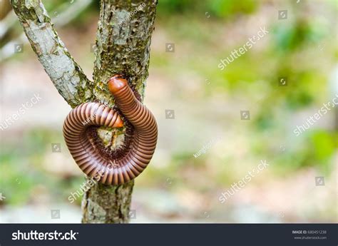 Giant African Millipede Archispirostreptus Gigas Crawling Stock Photo ...