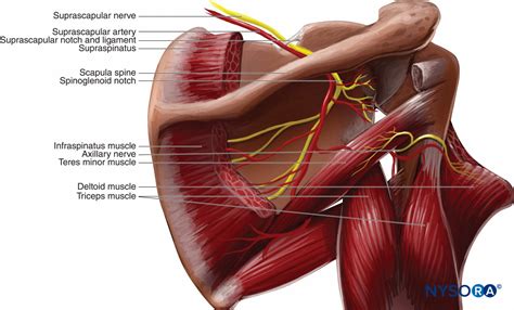 Suprascapular Ligament