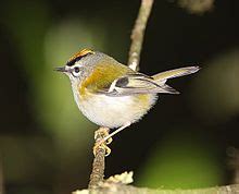 Image result for Formosan Firecrest
