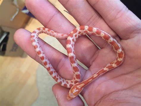 Snake App Download 的图像结果