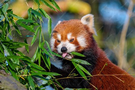 Premium Photo | Young red pandas eating bamboo portrait of a panda ...