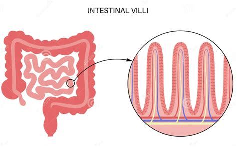 Class 7 Science Chapter 9 Important Questions - Nutrition in Animals