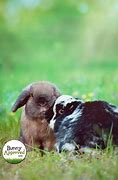 Image result for Puppy Love Bunny