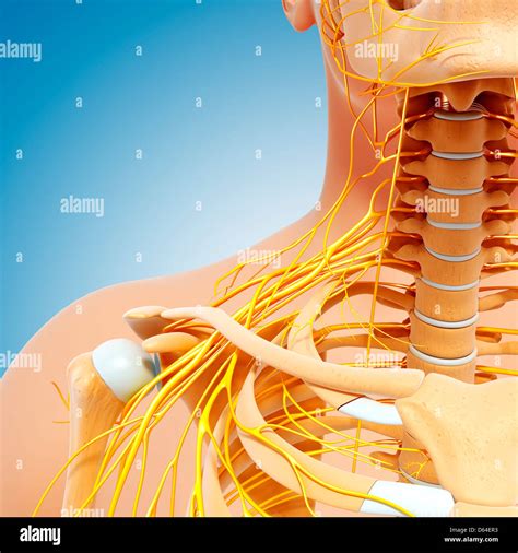 Image result for Shoulder Anatomy Animated Tutorial