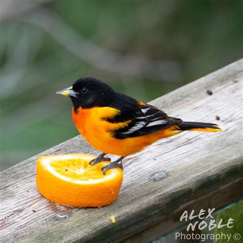 Northern Oriole Baltimore Oriole – I See Beauty All Around