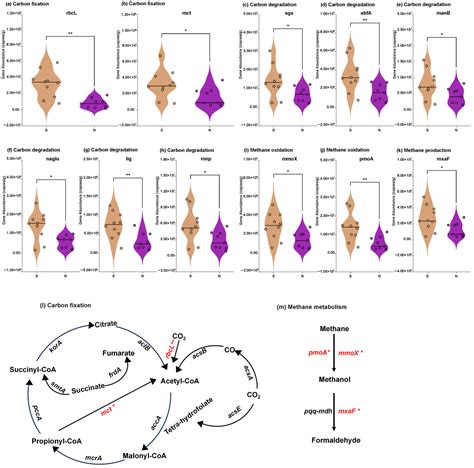 Phosphorus Regulated Coordination of Carbon, Nitrogen, Sulfur and ...