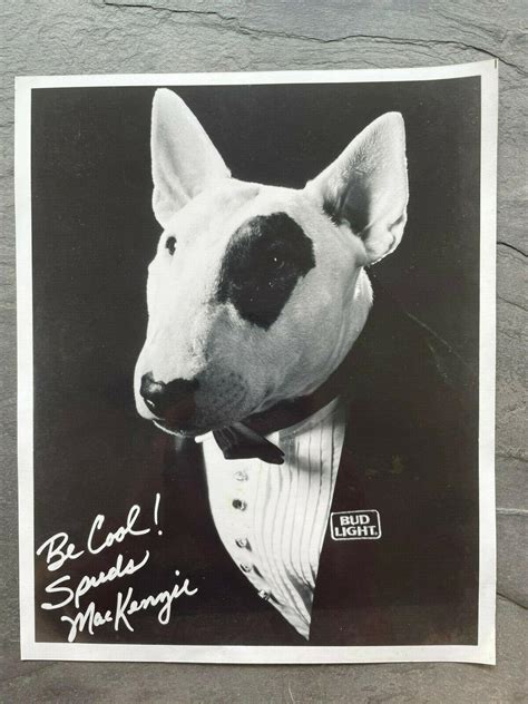 What Breed Dog Was Spuds Mackenzie at Jennifer Colbert blog