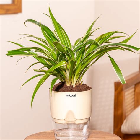 Indoor Office Plants - Buy Office Desk Plants Online – Kyari.co