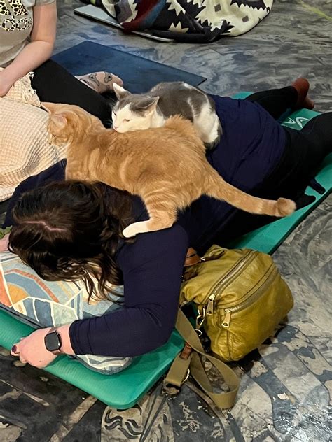 Meowga (Yoga with Cats), 1225 N 45th St, Seattle, WA, United States ...