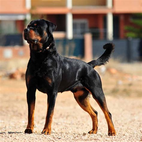 Long Hair Rottweiler