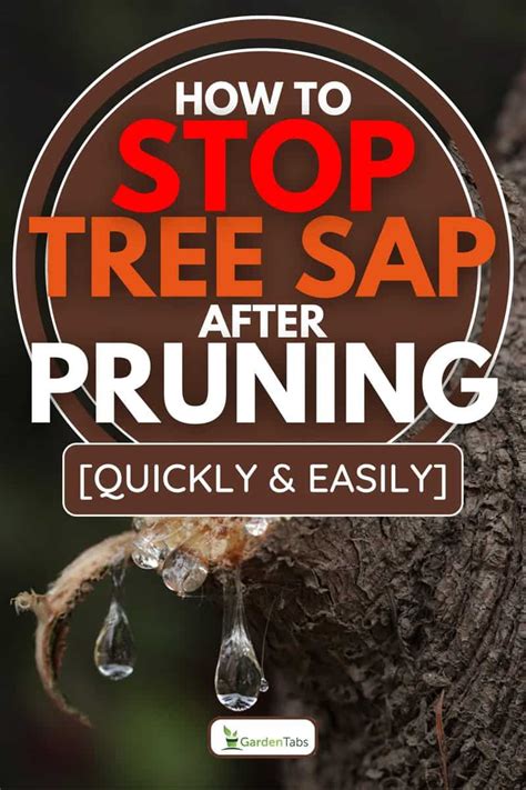 Image result for How to Get Sap Off Tree Trunk of Mastic Tree