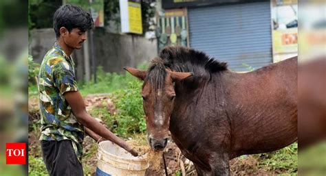 Jharkhand bans spiked bits on horses | Ranchi News - The Times of India