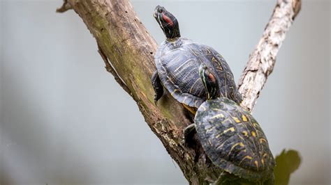 Male vs Female Tortoise: Unraveling the Distinct Differences | Tortoise Owner