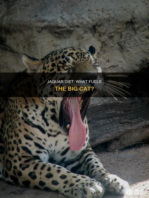 Jaguar Diet: What Fuels The Big Cat? | ShunKeto