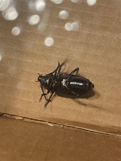 Large black beetle about 1-1.5 inches found in my basement ...