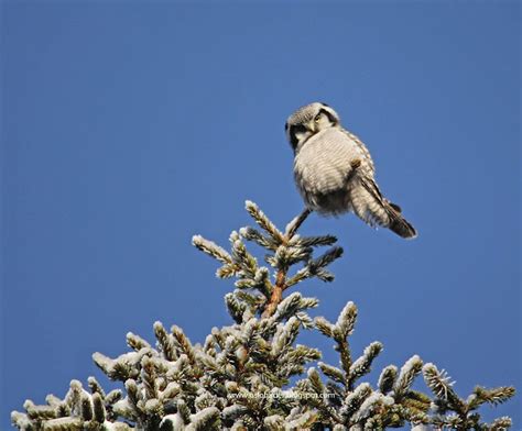 Local People of Forest and Wildlife 的图像结果